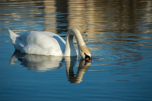 Weißer Schwan auf herbstlich blauem Teich — Stockfoto