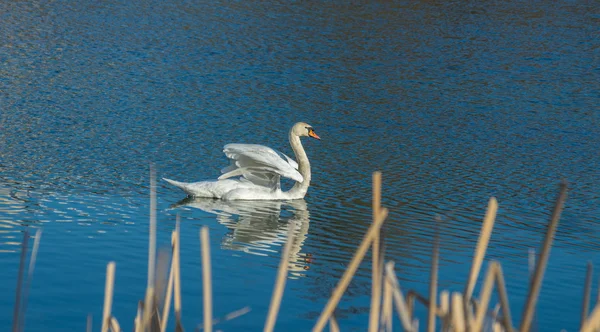 Белый лебедь на осеннем голубом пруду — стоковое фото