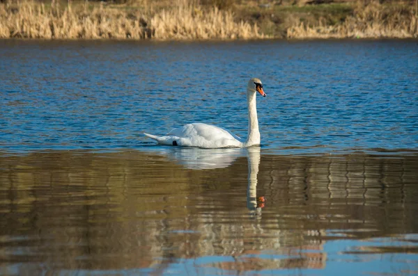 Weißer Schwan auf herbstlich blauem Teich — Stockfoto