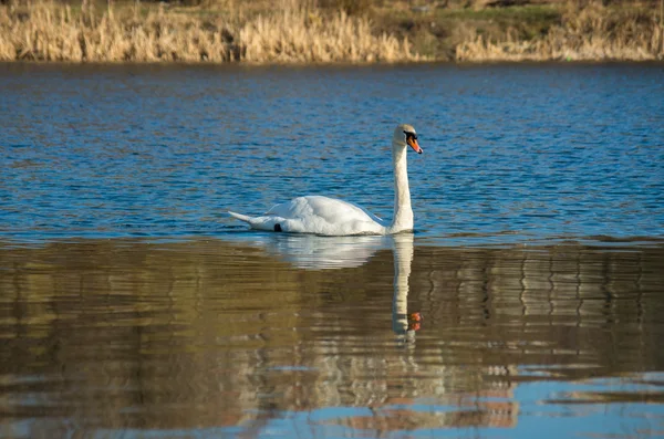 Hvid svane på efterår blå dam - Stock-foto