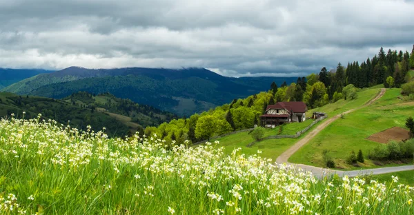 Paysage dans les montagnes avec des fleurs sauvages au premier plan un — Photo