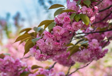 pembe kiraz çiçekleri fışkın