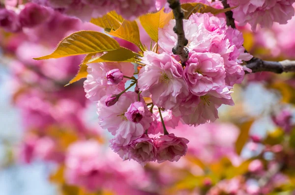 Sprig of pink cherry blossoms — Stock Photo, Image