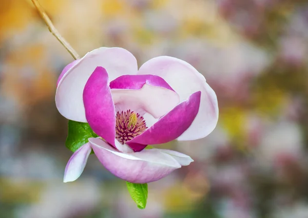 マグノリアの木の花 — ストック写真