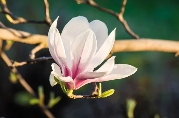 Magnolia flower in sunlight — Stock Photo, Image