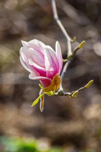 Květ Magnolie v slunečním světle — Stock fotografie