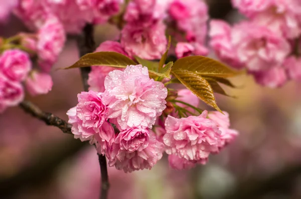 Yağmur damlaları ile kiraz çiçekleri