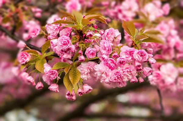 Cherry blossoms with raindrops — Stock Photo, Image