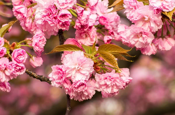 Kirsebærblomster med regndråper – stockfoto