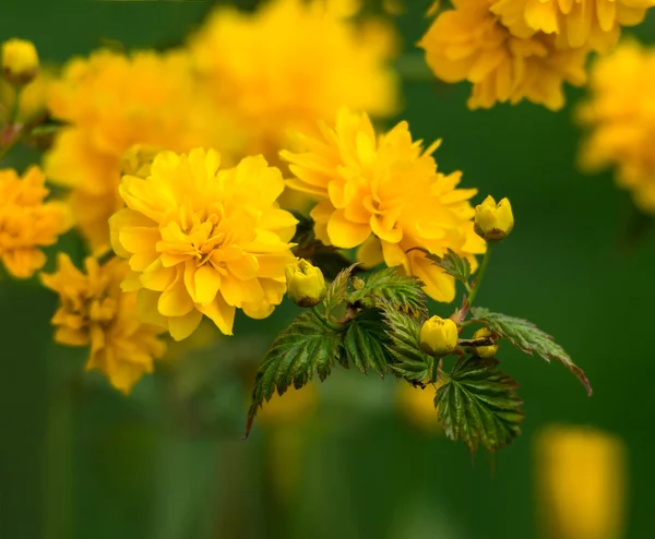 Florecen pequeñas flores amarillas en primavera —  Fotos de Stock