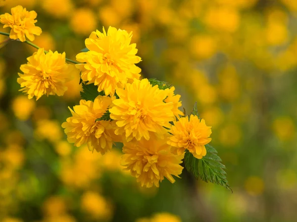 黄色小花盛开在春天 — 图库照片