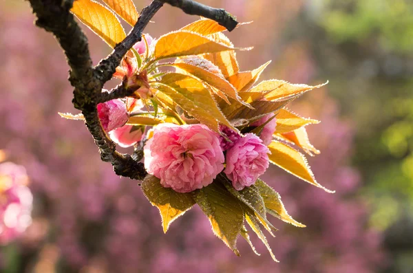 Kirschblüten mit Regentropfen Stockbild