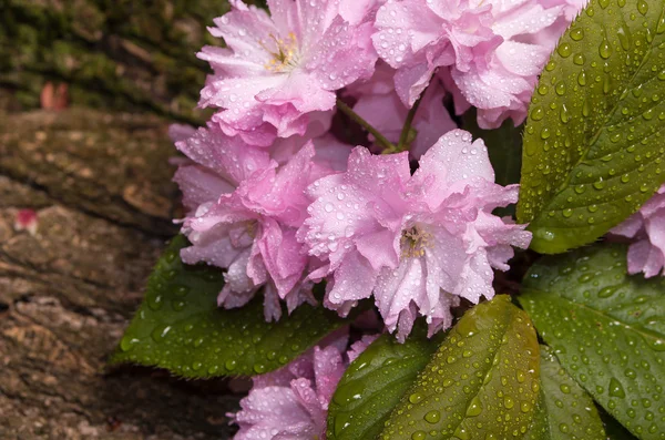 Körsbär blommar med regndroppar — Stockfoto