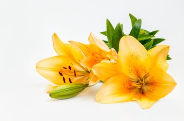 Sarı lilyes 