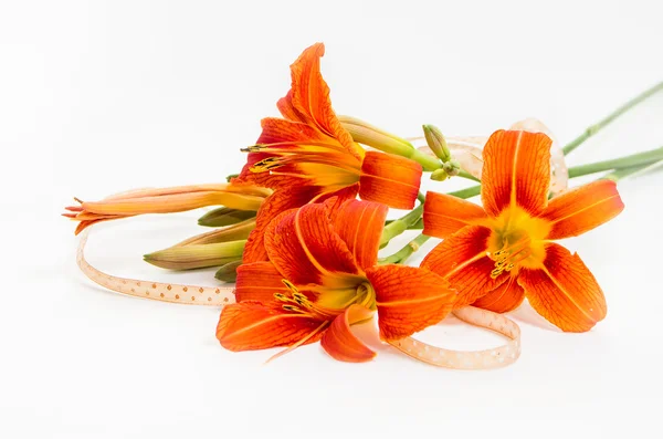 Orange wild lilyes — Stock Photo, Image