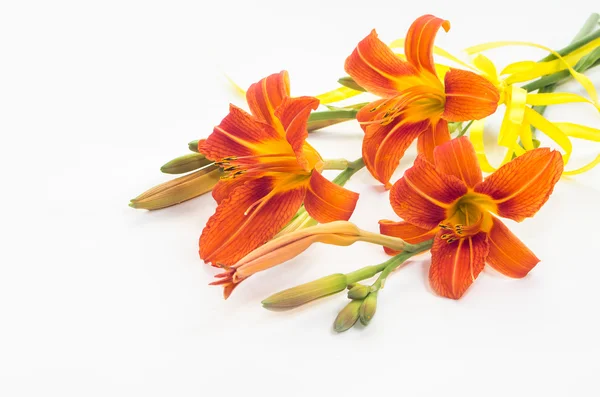 Pomarańczowy dzikie lilyes — Zdjęcie stockowe