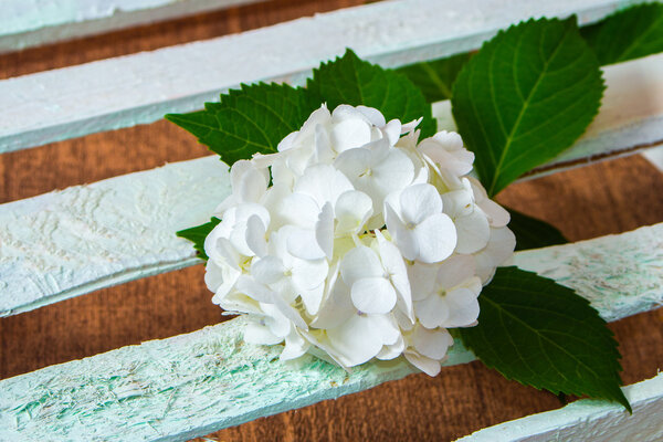 fresh white hydrangea flower 