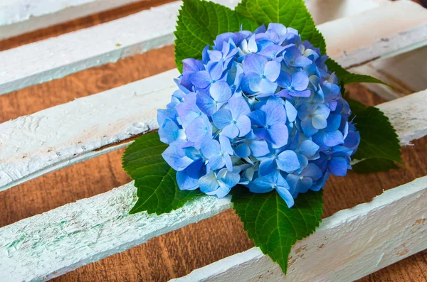 Flor de hortensia azul fresca —  Fotos de Stock