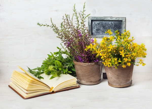 Medicinalväxter mint, johannesört, willow tekanna — Stockfoto