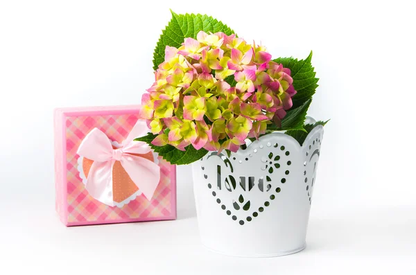 Hydrangea in a pot with a gift box — Stock Photo, Image