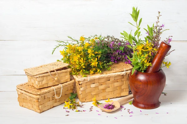 Färska helande örter — Stockfoto