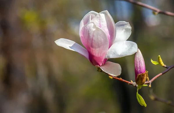 Botaniska magnolia blomma. — Stockfoto