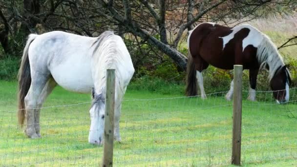 Дикий кінь, що пасеться за парканом у графстві Донегал (Ірландія). — стокове відео