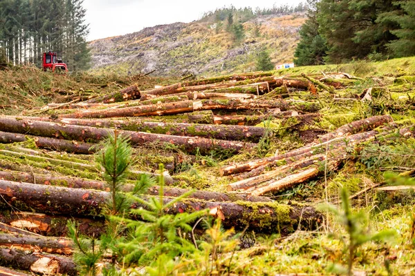 Giong de deforestación en Donegal - Irlanda — Foto de Stock