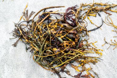 Donegal, İrlanda 'da Portnoo sahilinde yosun.