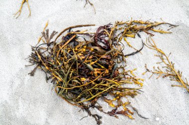 Donegal, İrlanda 'da Portnoo sahilinde yosun.