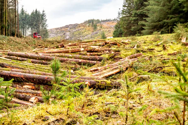 Erdők kiirtása Donegal megyében (Írország) — Stock Fotó