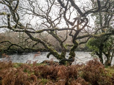 Ardara 'daki Owenea nehrinin yanındaki manzara - Donegal, İrlanda