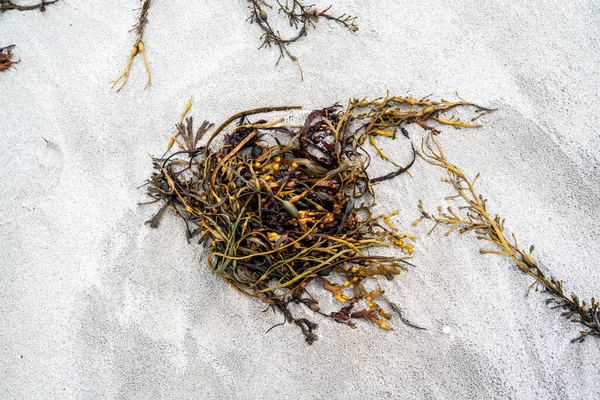 Seaweed on the shore of Portnoo beach in County Donegal - Ireland — Stock Photo, Image