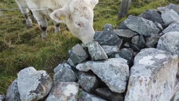 Τρελή λευκή αγελάδα που προσπαθεί να φάει πίσω από το φράχτη — Αρχείο Βίντεο