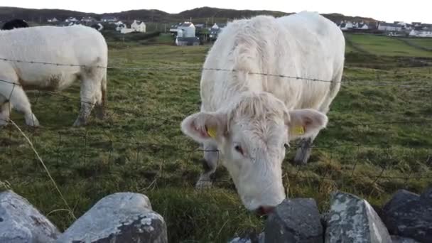 Gekke witte koe probeert te eten achter het hek — Stockvideo