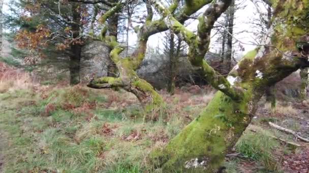 A paisagem selvagem e bonita ao lado do rio Owenea por Ardara - Condado de Donegal, Irlanda — Vídeo de Stock