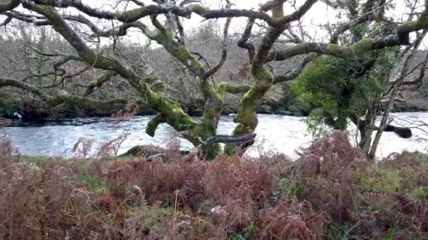 A paisagem selvagem e bonita ao lado do rio Owenea por Ardara - Condado de Donegal, Irlanda — Vídeo de Stock