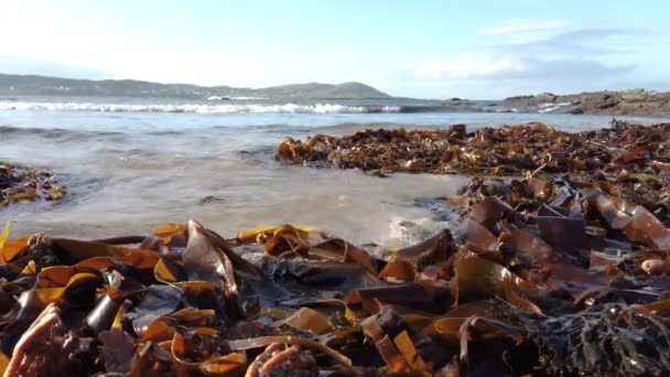 Algas marinhas deitadas na praia em County Donegal - Irlanda — Vídeo de Stock