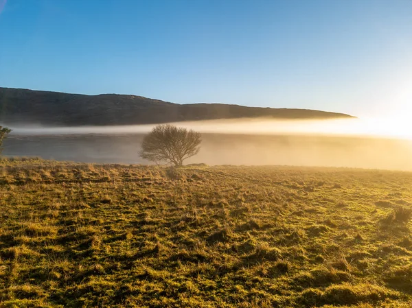 Hermoso árbol solitario en la niebla en el Condado de Donegal - Irlanda — Foto de Stock