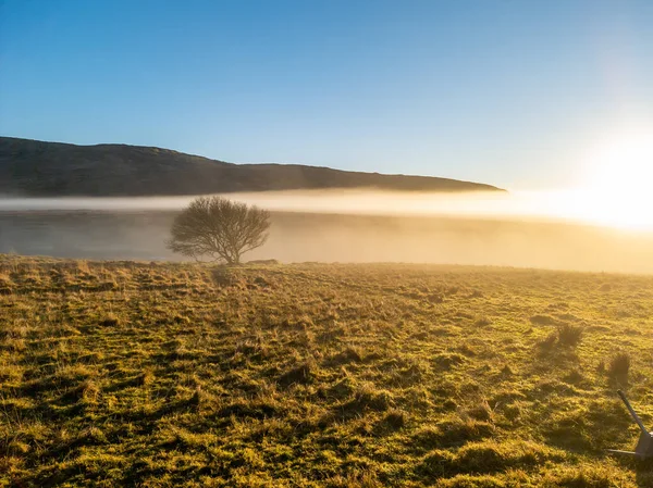 Όμορφο μοναχικό δέντρο στην ομίχλη στην κομητεία Donegal - Ιρλανδία — Φωτογραφία Αρχείου