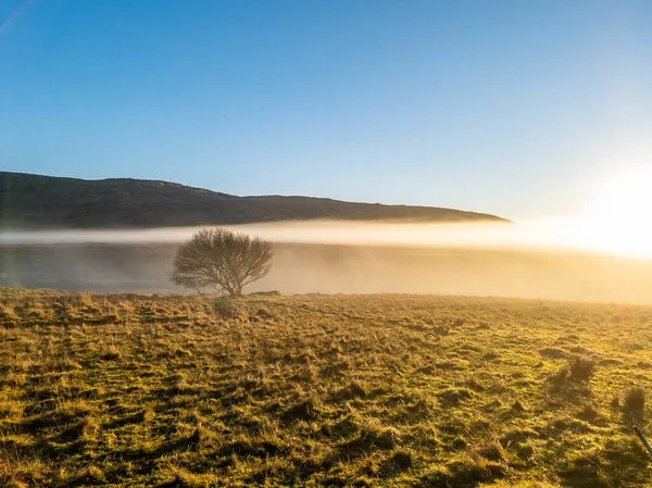 Όμορφο μοναχικό δέντρο στην ομίχλη στην κομητεία Donegal - Ιρλανδία — Φωτογραφία Αρχείου