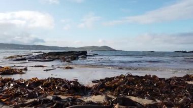 İrlanda 'nın Donegal ilçesinde sahilde yatan yosun.