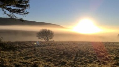 County Donegal, İrlanda 'da sisin içinde yapayalnız güzel bir ağaç.