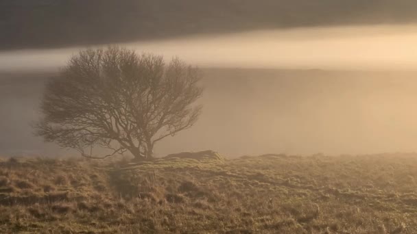 Mooie eenzame boom in de mist in county Donegal - Ierland — Stockvideo