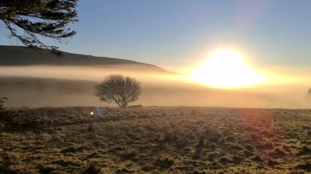 Όμορφο μοναχικό δέντρο στην ομίχλη στην κομητεία Donegal - Ιρλανδία — Αρχείο Βίντεο