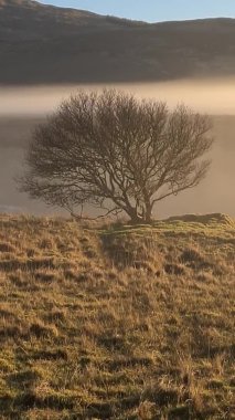 County Donegal, İrlanda 'da sisin içinde yapayalnız güzel bir ağaç.