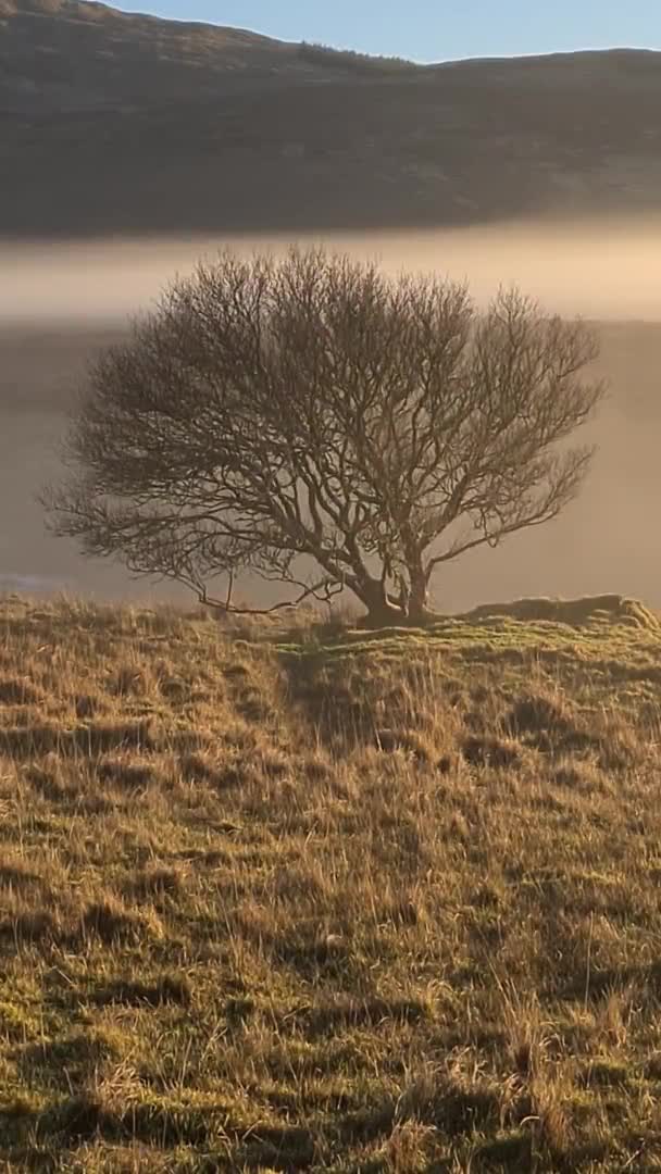 Bel arbre solitaire dans le brouillard dans le comté de Donegal - Irlande — Video