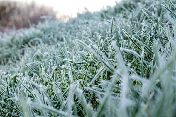 Nahaufnahme von Graspflanzen im Morgenfrost — Stockfoto