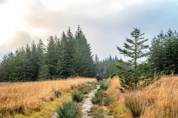 Calea spre lemn Tullyard de Ardara în județul Donegal - Irlanda — Fotografie, imagine de stoc