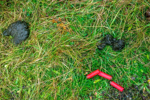 GLENTIES, IERLAND - DECEMBER 06 2020: Vogelfoto in het veld — Stockfoto
